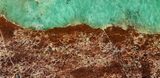 Polished Green Chrysoprase Slab - Western Australia #95854-1